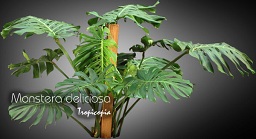 Philodendron - Monstera deliciosa - Philodendron mostera, Oreille d'éléphant - Splitleaf Philodendron,Mexican Breadfruit