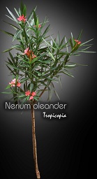 Nerium oleander