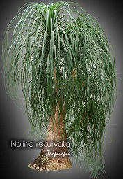 Nolina recurvata