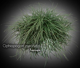 Graminée - Ophiopogon japonicus - Barbe d'ours - Snake's beard