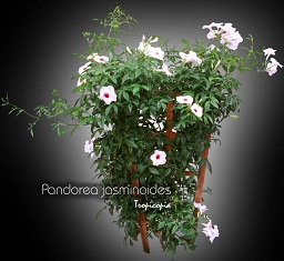 Fleur - Pandorea jasminoides -  - Bower plant, Bower of beauty