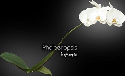 Fleur - Phalaenopsis X -  - 