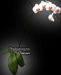 Fleur - Phalaenopsis X -  - 