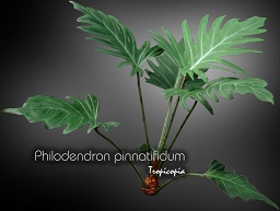 Philodendron - Philodendron pinnatifidum - Philodendron fougère  - Fernleaf Philodendron 