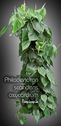 Philodendron - Philodendron scandens oxycardium - Phidendron à feuille de cœur, Philodendron cordatum - Parlor ivy, Sweetheart plant, Heartleaf philodendron, Cordatum vine