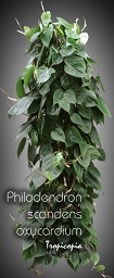 Philodendron scandens oxycardium