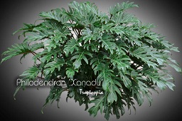 Philodendron Xanadu