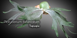 Platycerium bifurcatum