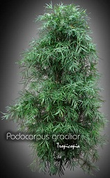 Podocarpus gracilior