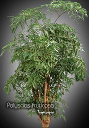 Aralia - Polyscias fruticosa - Aralia MIng - Ming Aralia, Parsley panax