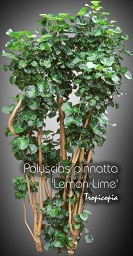 Polyscias pinnata Lemon Lime