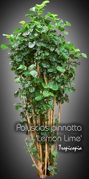 Polyscias pinnatta Lemon Lime