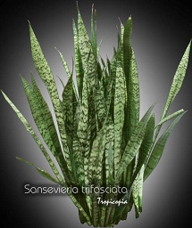 Sansevieria trifasciata