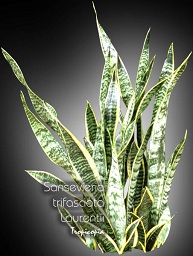 Sansevieria - Sansevieria trifasciata Laurentii - Langue de belle mère - Snake plant