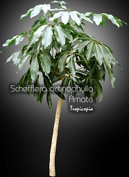 Schefflera - Schefflera actinophylla Amate - Plante parapluie - Umbella plant