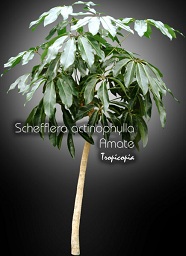 Schefflera actinophylla Amate