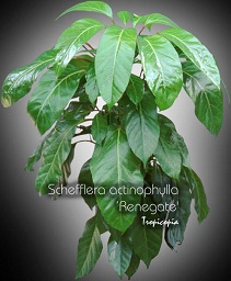 Schefflera actinophylla Renegade