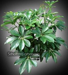 Schefflera - Schefflera arboricola - Plante parasol - Hawaiian elf, Parasol plant