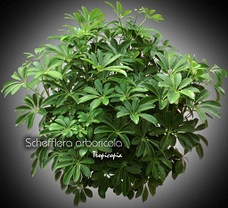 Schefflera - Schefflera arboricola - Plante parasol - Hawaiian elf, Parasol plant