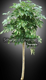 Schefflera - Schefflera arboricola - Plante parasol - Hawaiian elf, Parasol plant