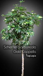 Schefflera - Schefflera arboricola Gold Cappela - Plante parasol - Hawaiian elf, Parasol plant