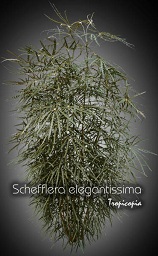 Aralia - Schefflera elegantissima - Fausse aralia - False aralia