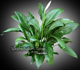 Spathiphyllum Ceres