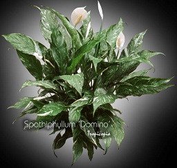 Tropicopia en ligne - Plante d'intérieur - Conseils, soins sur l'entretien  de: Spathiphyllum Domino (Spathiphyllum) - - Lys de paix - - Peace lily