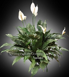 Spathiphyllum Domino