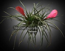 Broméliacée - Tillandsia cyanea -  - Pink quill