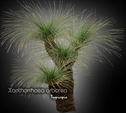 Autre - Xanthorrhoea arborea -  - Grass tree