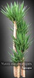 Dracaena - Yucca elephantipes -  - Spineless yucca, Palm lily