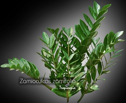 Zamioculcas zamifolia