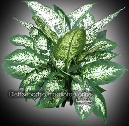 Dieffenbachia maculata Carina