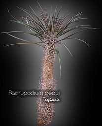 Cactus & Plante grasse - Pachypodium geayi - Palmier de Madagascar - Madagascar Palm